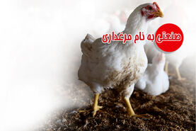 صنعتی به نام مرغداری

