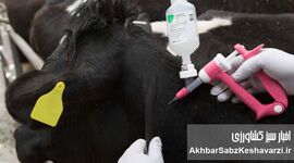 ورود ۲ میلیون دُز واکسن تب برفکی؛ کشور در آستانه ی  اعلام پایان بحران