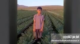 ایمان پرتوی؛ روایت یک درس بزرگ از کشاورزی حفاظتی در روستای مرادآباد+ویدئو