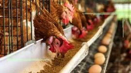 افزایش دو برابری صادرات تخم مرغ از ابتدای سال جاری

