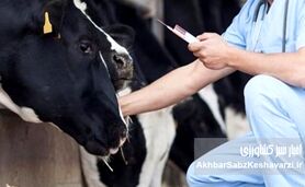 تب برفکی؛ وقتی واکسن به‌موقع رسید، اما غرامت هنوز پشت در مانده است