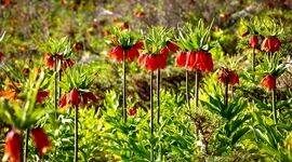 چیدن لاله واژگون، تهدیدی جدی برای زیبایی و بقای دشت‌های ایران+ ویدئو