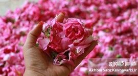 مشکلات گردشگری کاشان؛ شهر گلاب، گل دارد اما آب و برق و رمق گردشگری نه!