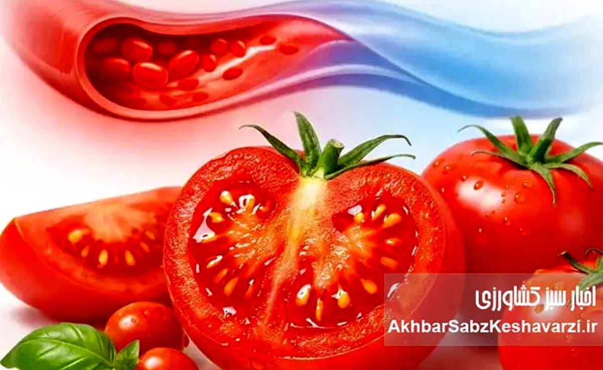 گوجه‌فرنگی چگونه فشار خون را پایین می‌آورد؟ یافته‌های تازه