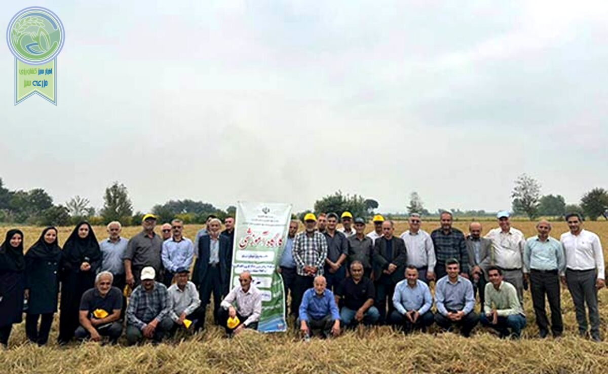 برنج گیاه آبزی نیست، بلکه آب‌دوست است+ ویدئو

