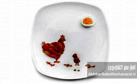 متفورمین، راز افزایش تخم‌گذاری مرغ‌ها: از دیابت تا سفره شما+اینفوگرافی