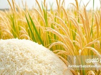 برنج سفره ایرانی‌ها از کجا می‌آید؟ پشت‌پرده نظارت بر واردات
