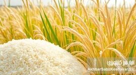 برنج سفره ایرانی‌ها از کجا می‌آید؟ پشت‌پرده نظارت بر واردات
