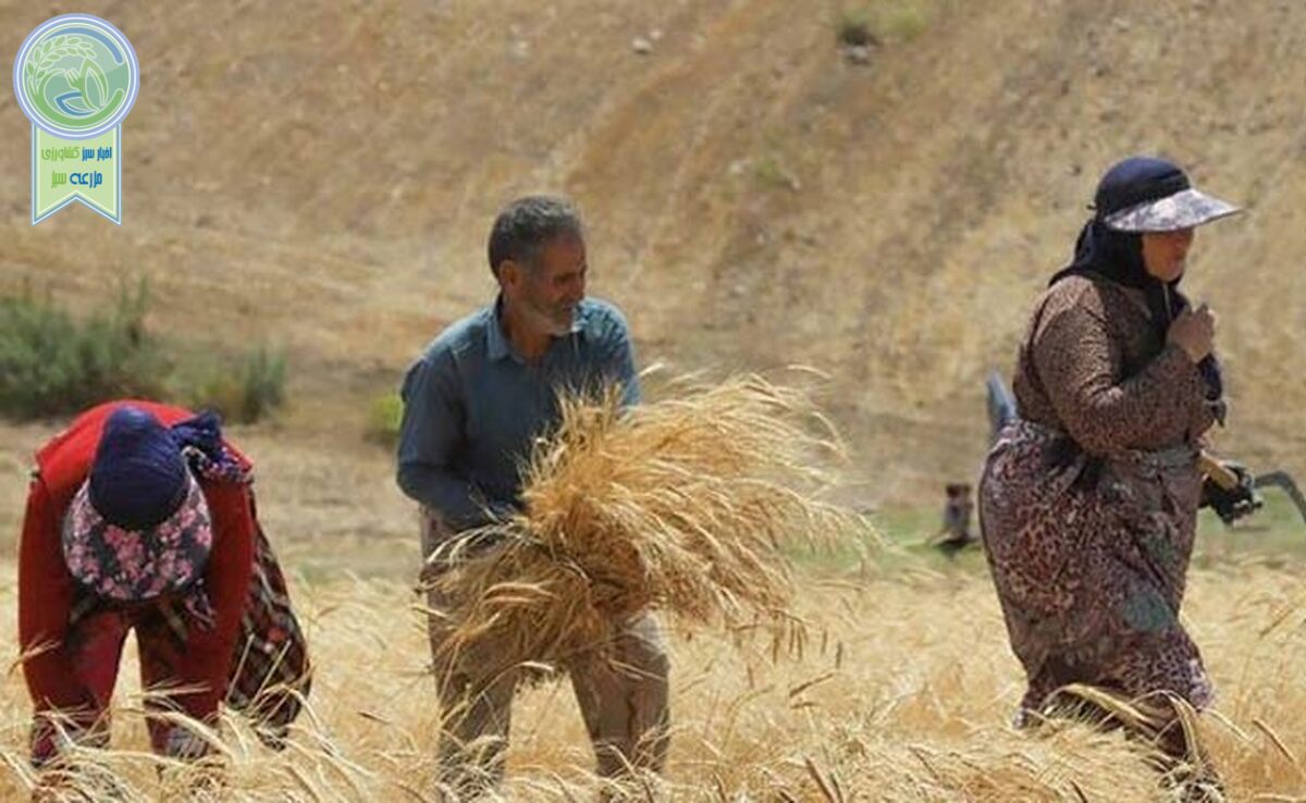 لزوم تخصیص ۲۵۰ همت اعتبار در بودجه سال آینده به گندم

