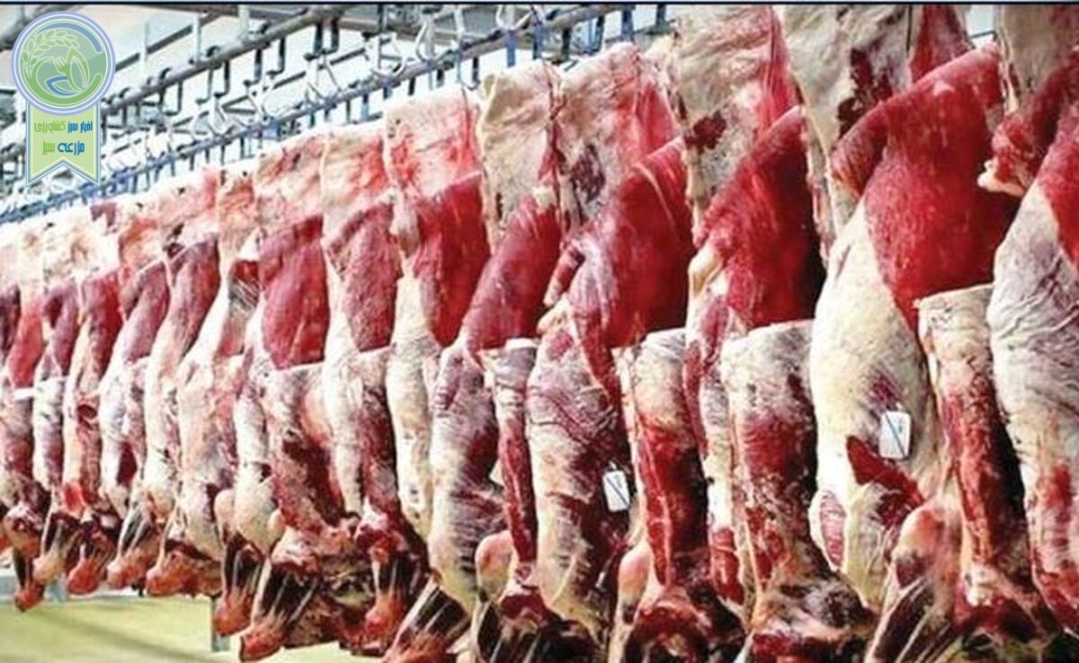 انباشتگی ۵۰ هزارتن گوشت قرمز روی دست دامداران
