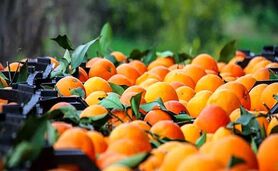 چین به دنبال مرکبات مازندران است

