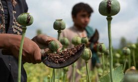 افغانستان محصولاتی برای جایگزینی کشت خشخاش ترویج می کند