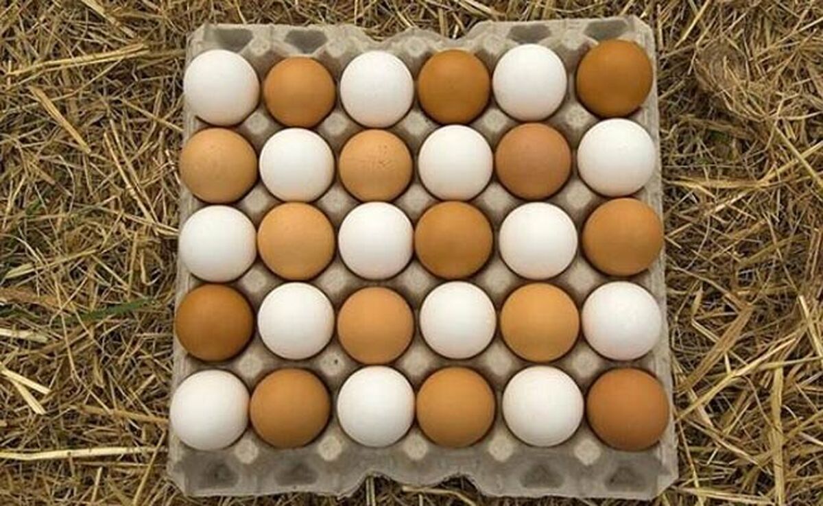 آغاز مرحله ششم خرید حمایتی تخم مرغ از امروز

