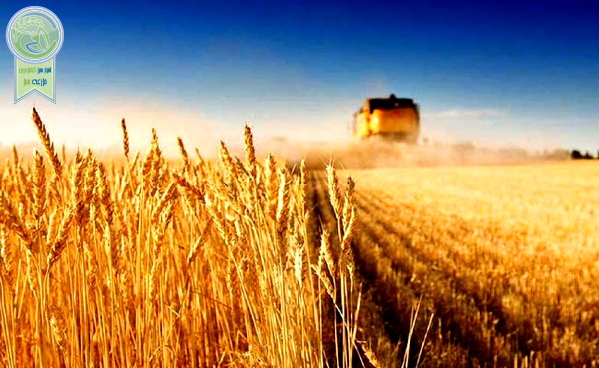 خرید تضمینی گندم به ۵۵۶ هزار تن رسید

