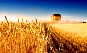 خرید تضمینی گندم به ۵۵۶ هزار تن رسید

