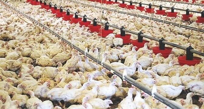 مدیریت تنش گرمایی در مرغداری‌ها: کاهش خسارات اقتصادی