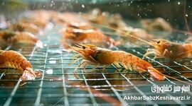 نگاهی نو به نقش میگو در سفره ایرانی و توسعه پایدار صنعت پرورش آبزیان