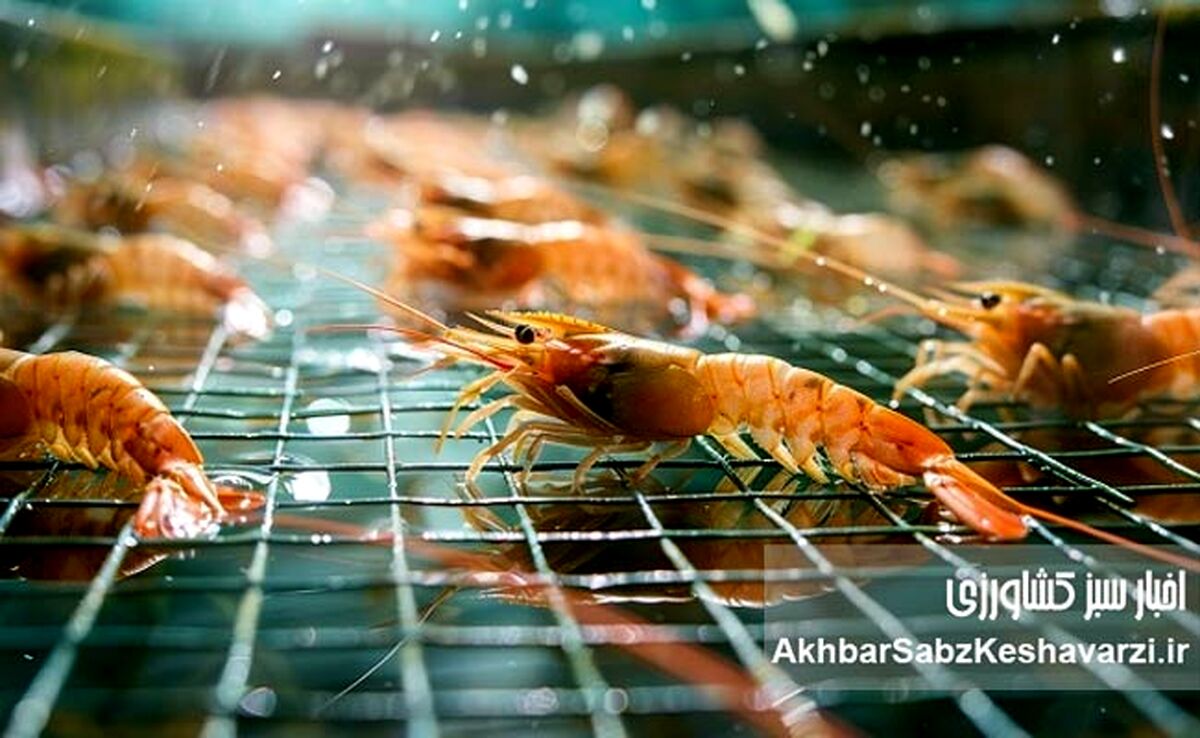 نگاهی نو به نقش میگو در سفره ایرانی و توسعه پایدار صنعت پرورش آبزیان