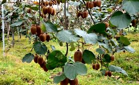 نسل سوم شپشک‌ها در کمین باغات کیوی

