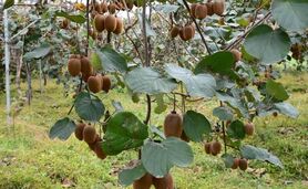نسل سوم شپشک‌ها در کمین باغات کیوی


