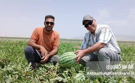هندوانه‌های با مصرف آب کم مالای‌شیخ گینگ‌لیک؛ الگویی از کشاورزی پایدار در گلستان