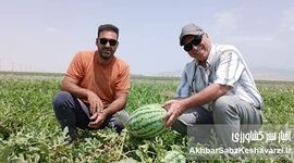هندوانه‌های با مصرف آب کم مالای‌شیخ گینگ‌لیک؛ الگویی از کشاورزی پایدار در گلستان