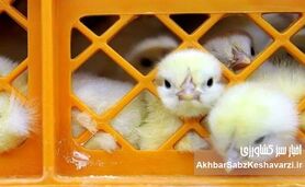 افزایش آمار جوجه‌ریزی اردیبهشت؛ جهش تا ۱۲۰ میلیون قطعه