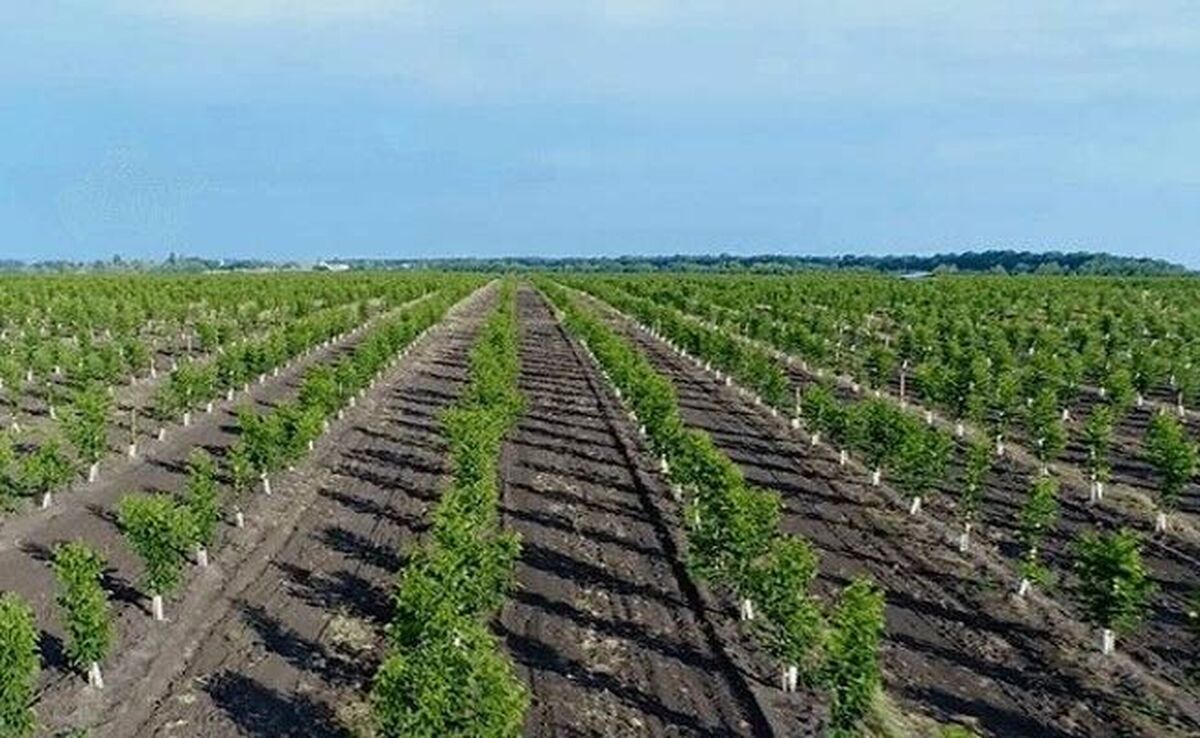 افکار عمومی در انتظار اعلام نتایج نظارت بر کاشت یک میلیارد نهال


