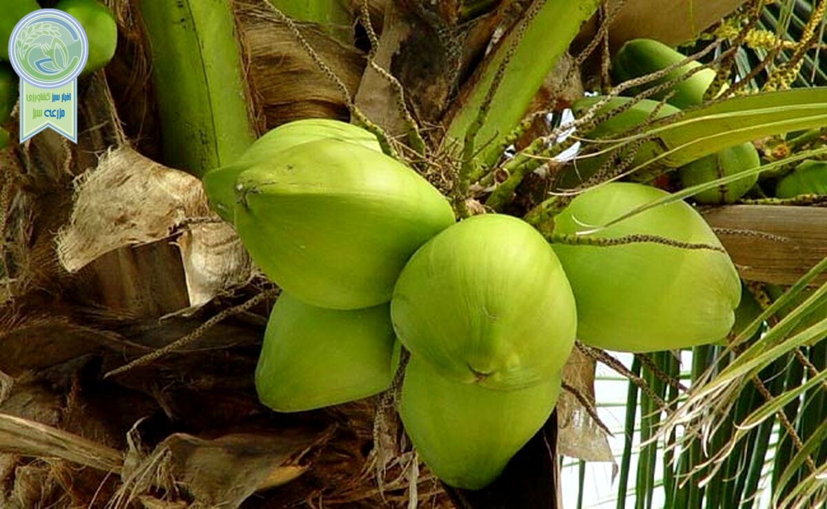 نوسازی باغات در سطح ۶۵ هزار هکتار

