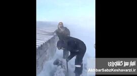 حیوانات در سرمای مرگبار کرمان یخ زدند | برف یک‌متری دام‌ها را زنده‌زنده دفن کرد+ ویدئو