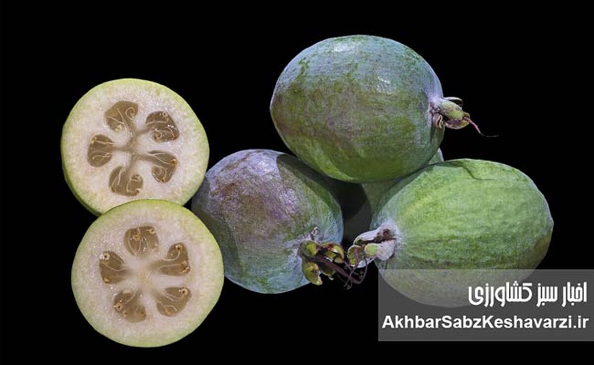 فوجیا؛ میوه‌ای شگفت‌انگیز که عطری از بهشت دارد