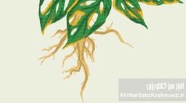 جلوگیری از پوسیدگی ریشه گیاهان گلدانی