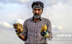 قیمت سیب‌زمینی؛ کابوسی تکراری برای سیب‌زمینی‌کاران گلستان!