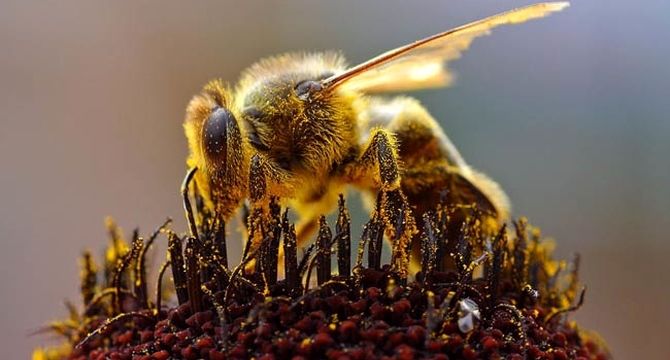 به مناسبت 20 می روز جهانی زنبورعسل

