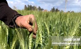 پرداخت مطالبات گندمکاران؛ وعده‌های که هر سال تکرار می‌شود