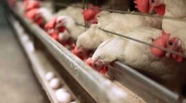 چراغ سبز برای صادرات پولت؛ محدودیت‌ها از روی جوجه‌های تخم‌گذار برداشته شد

