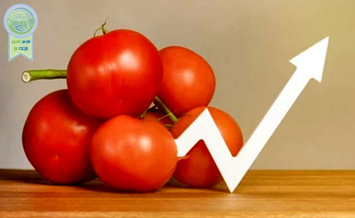 ورود مجلس به افزایش قیمت گوجه‌فرنگی

