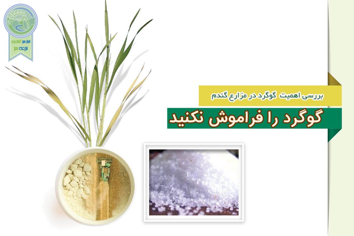 با علائم ظهور کمبود گوگرد در گندم آشنا شوید

