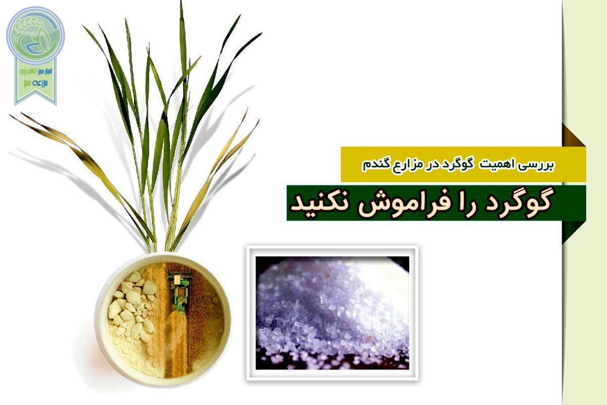 با علائم ظهور کمبود گوگرد در گندم آشنا شوید

