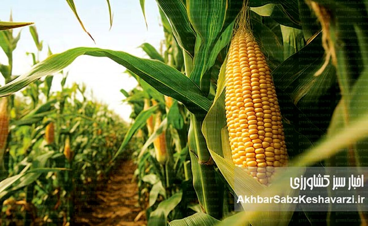 کاهش ضایعات برداشت ذرت: راهکارهایی برای افزایش بهره‌وری
