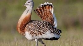 پرنده افسانه‌ای و خجالتی ایران را نجات دهید

