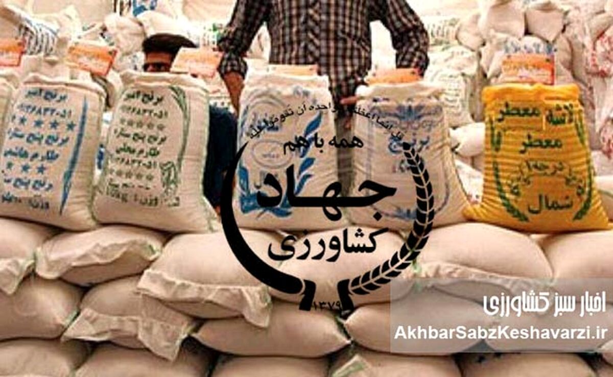 دلایل بهم‌ریختگی و گرانی بازار برنج | وزارت جهاد کشاورزی متهم ردیف اول بحران برنج ایرانی و خارجی