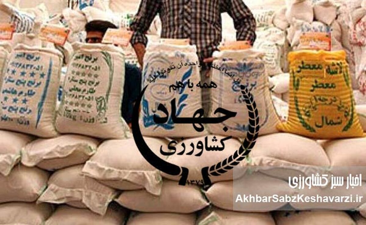 دلایل بهم‌ریختگی و گرانی بازار برنج | وزارت جهاد کشاورزی متهم ردیف اول بحران برنج ایرانی و خارجی