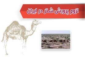 لزوم پرورش شتر در ایران



