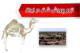 لزوم پرورش شتر در ایران


