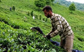  انتقاد اتحادیه چای کشور از سیاست‌های وزارت جهاد کشاورزی

