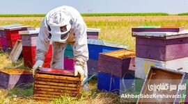 برخی سموم کشاورزی آفت صنعت زنبورداری است
