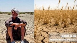 فریاد اضطرار کشاورزی ایران: بخش حیاتی کشاورزی در آستانه بحران