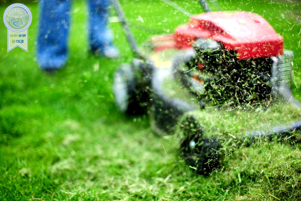 نکات مهم برای یک چمن سالم تر و زیباتر