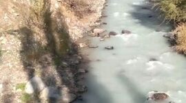 نشت آلودگی به رودخانه کرج+ ویدئو 
